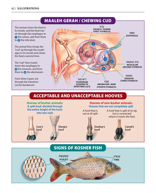 The Book of Torah Timelines, Charts and Maps - Hardcover
