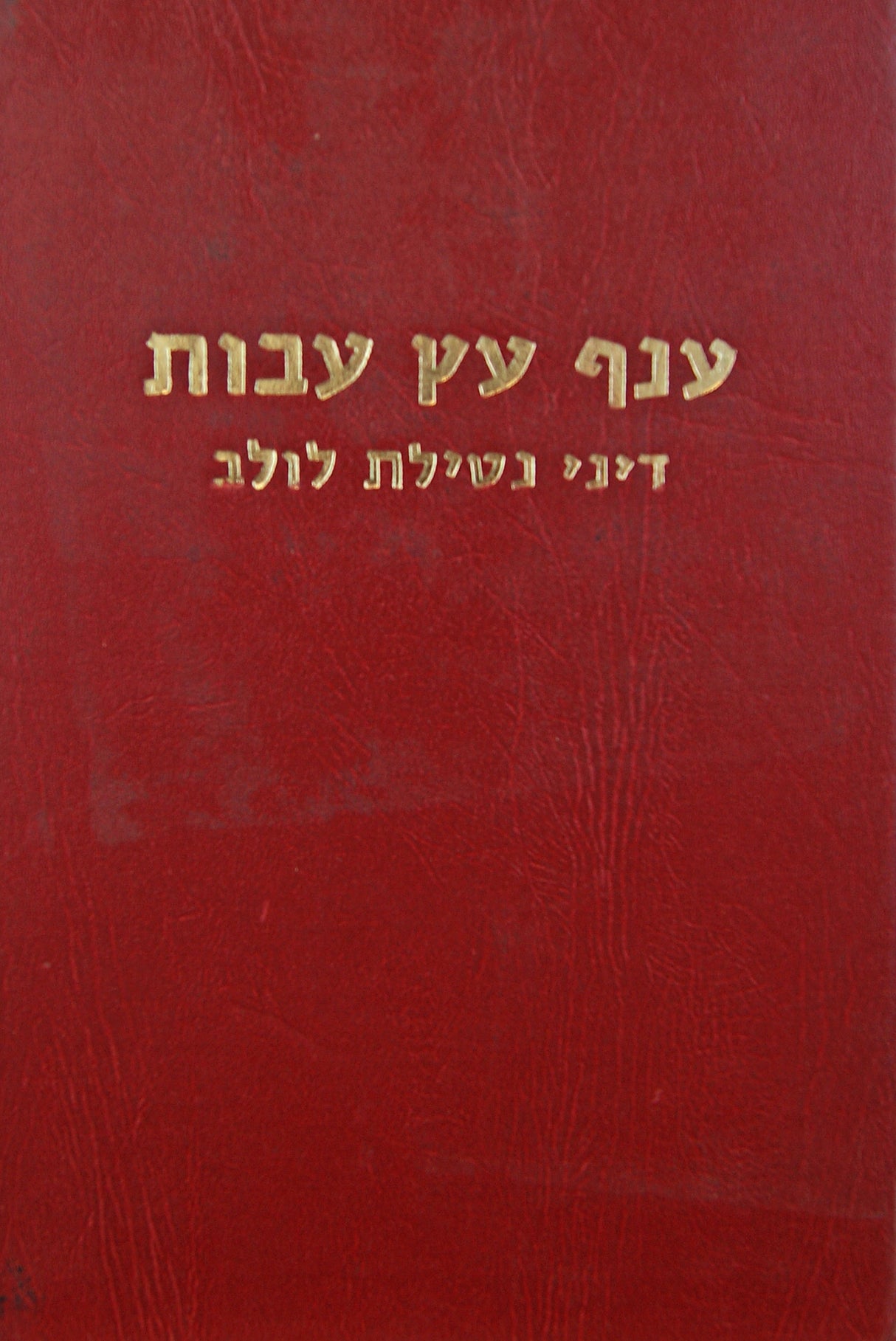 ענף עץ עבות דיני נטילת לולב