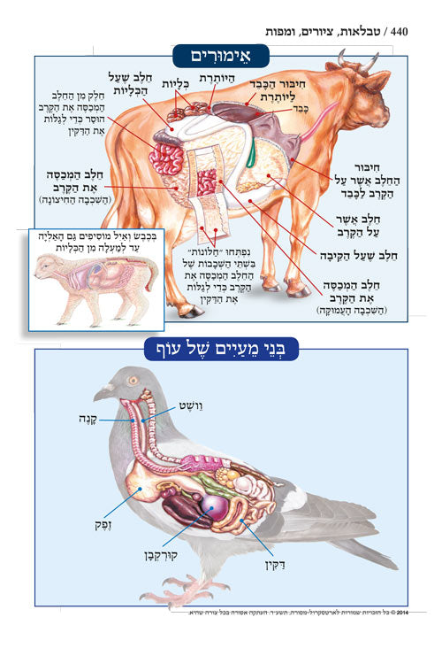 חומש תפארת מיכאל - ויקרא