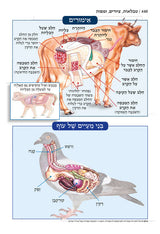 חומש תפארת מיכאל - ויקרא