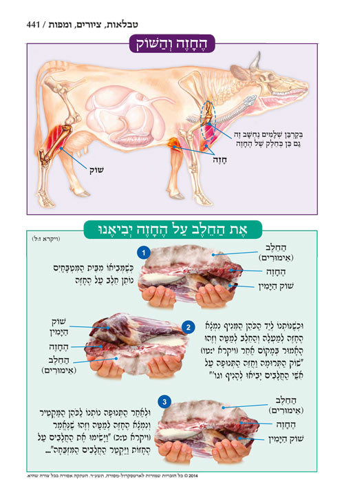 חומש תפארת מיכאל - ויקרא