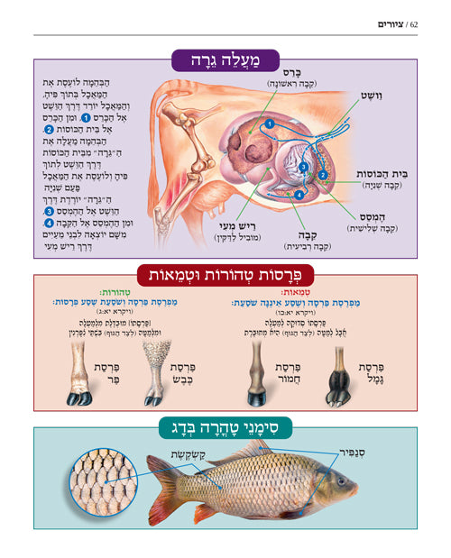מפות, טבלאות, וסדרי המאורעות שבתורה - קשה