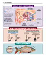 Book of Torah Timelines Enlarged Size, Charts and Maps - H/b
