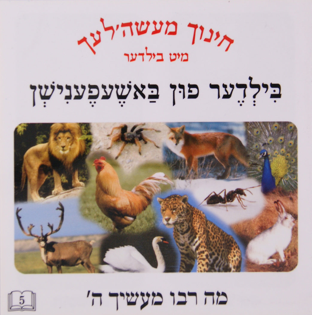 חינוך מעשה'לעך מיט בילדער 5- בילדער פון באשעפענישן